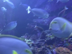 Emma has lots of fun at the Maui Ocean Center