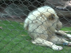 素人, フェラチオ, 中出し, 足コキ, ジーンズ, ハメ撮り, ガリガリ, 喫煙