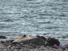 Amatéri, Pláž, Bikini, Priateľka, Vonku, Drobunké, Z pohľadu účastníka, Pička