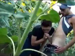 Arab, Kuřba, Honění