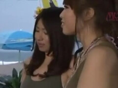 Ázsiai, Tekintélyes didik, Gesztenyebarna, Japán