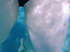 Παραλία, Πόδια, Σκληρό, Θηλές, Πρώτου προσώπου, Δημόσιο, Βυζιά, Υποθαλάσσια