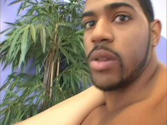 Stor stjärt, Stora tuttar, Avsugning, Sperma i munnen, Mellanrasig, Latina, Rider, Trekant