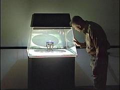 Tekintélyes didik, Cumizás, Kőkemény, Nyalás, Titkárnő, Begyek