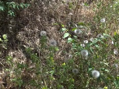 Ranta, Pettää, Perhe, Karvainen, Kotitekoinen, Äiti jota haluaisin panna, Ulkona, Pillu